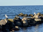 Seevögel 